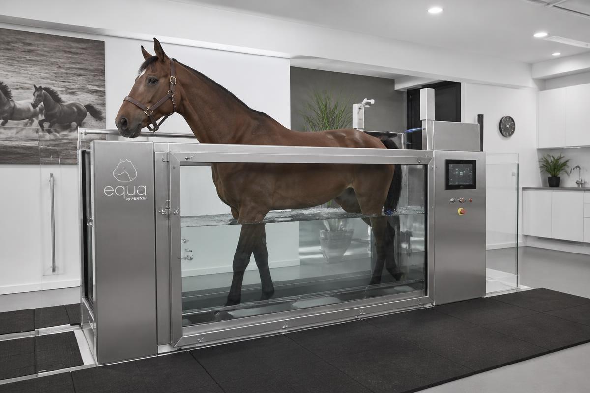 An equine hydrotherapy underwater treadmill in a modern rehabilitation facility